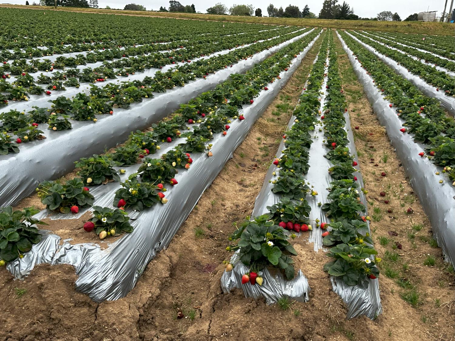 581 San Juan Grade Road