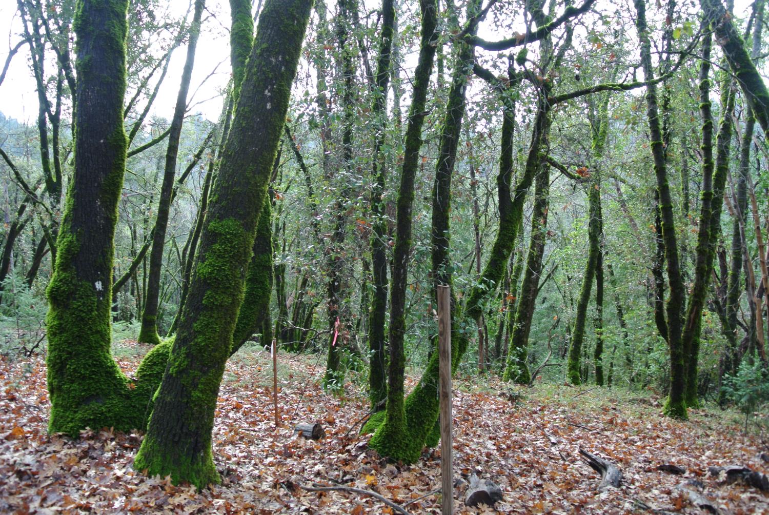 5585 Pine Ridge Road