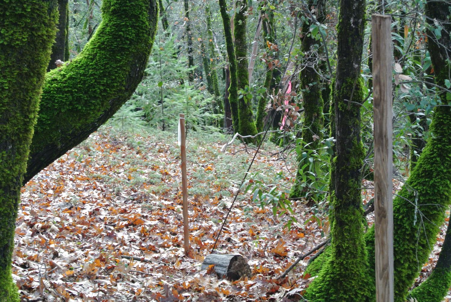 5585 Pine Ridge Road