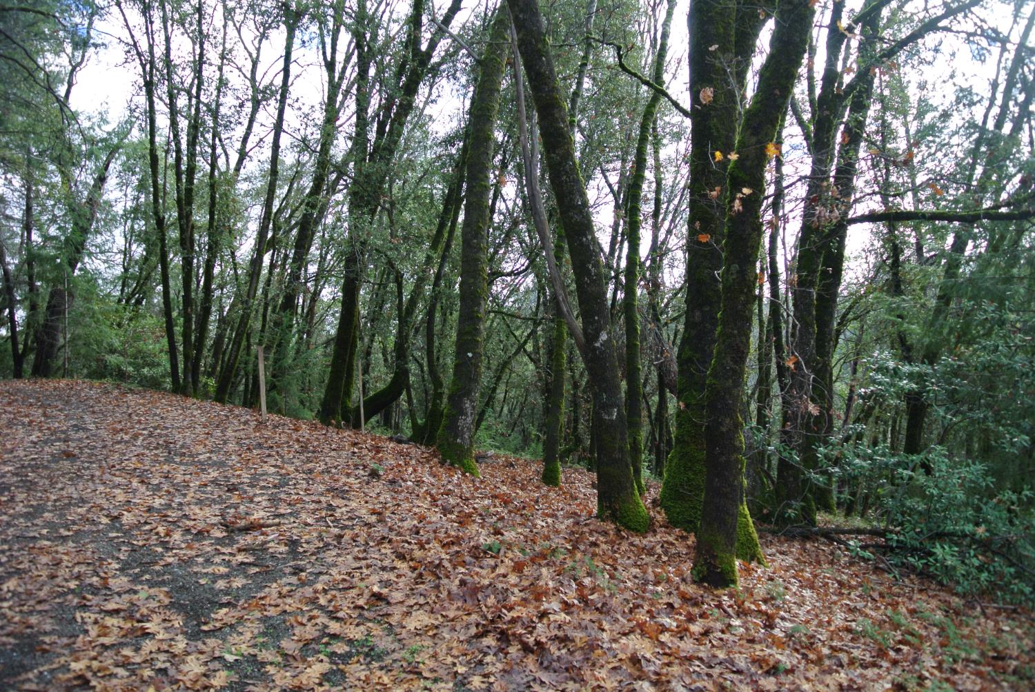 5585 Pine Ridge Road