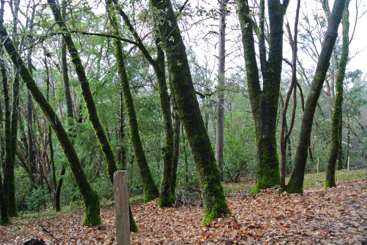 5585 Pine Ridge Road