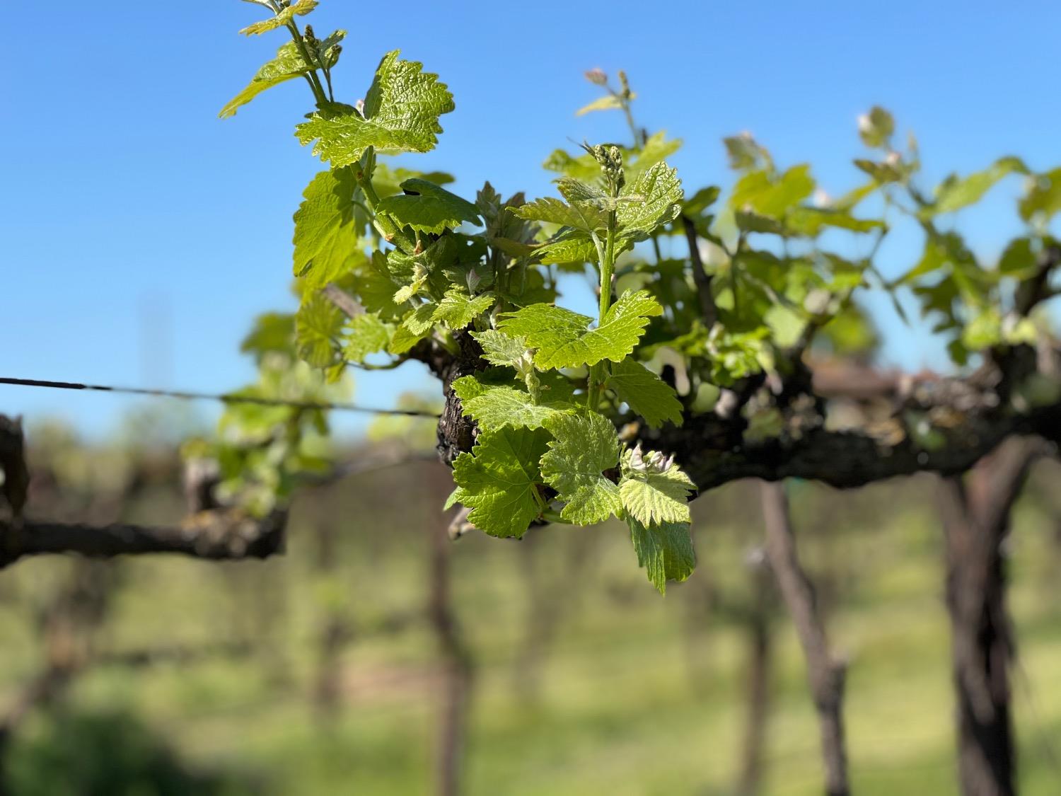 Lodi, California 95240, United States, 3 Bedrooms Bedrooms, ,3 BathroomsBathrooms,Residential,Active,33472