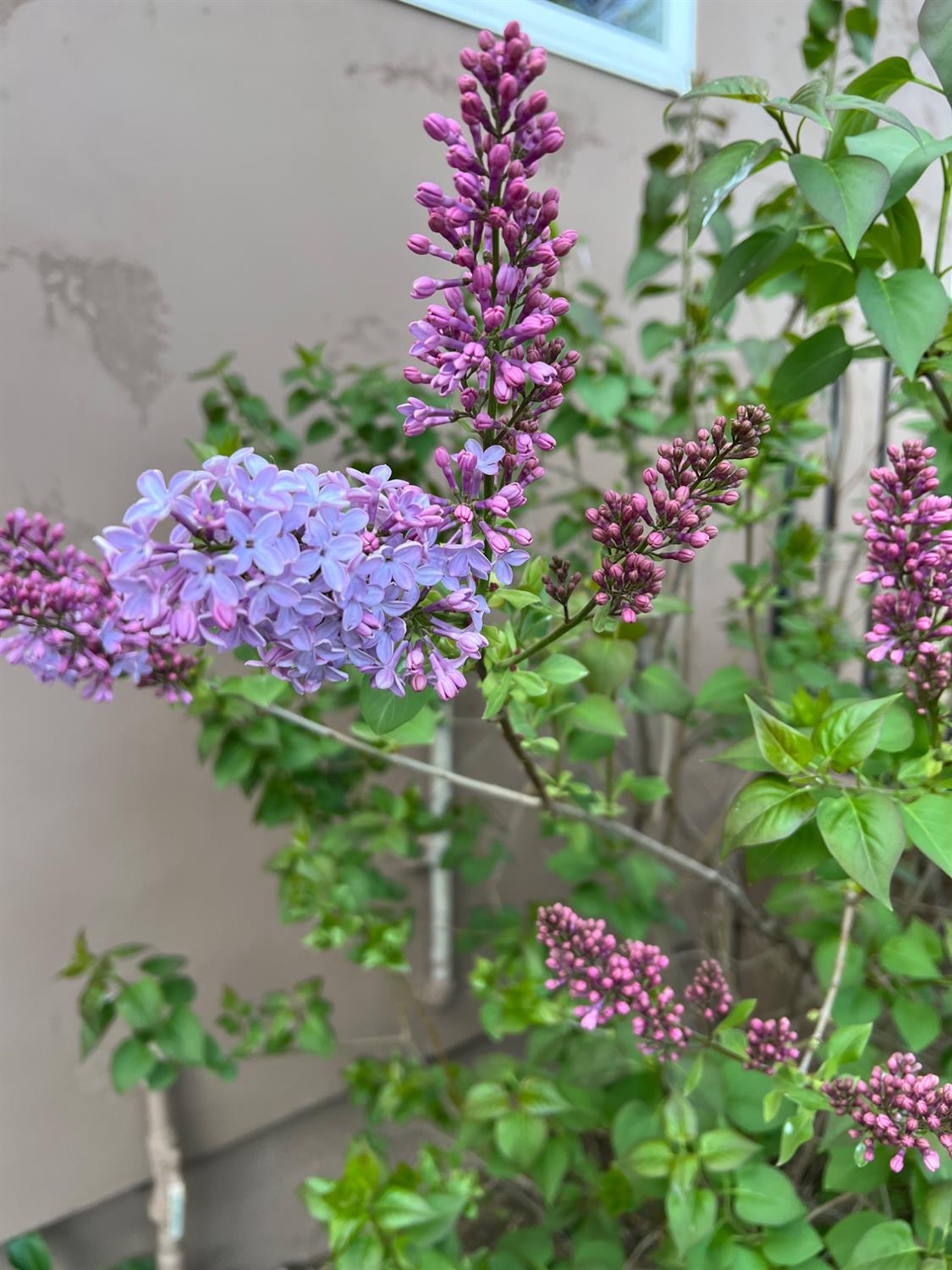 Lodi, California 95240, United States, 3 Bedrooms Bedrooms, ,3 BathroomsBathrooms,Residential,Active,33472