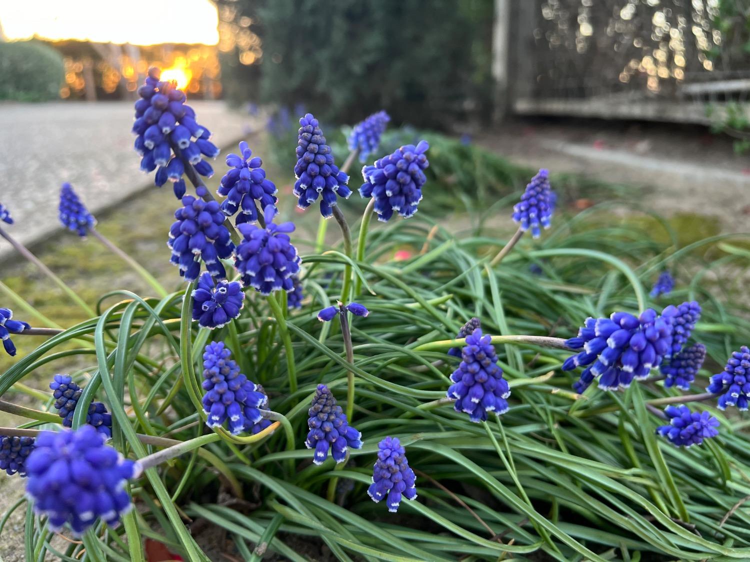 Lodi, California 95240, United States, 3 Bedrooms Bedrooms, ,3 BathroomsBathrooms,Residential,Active,33472