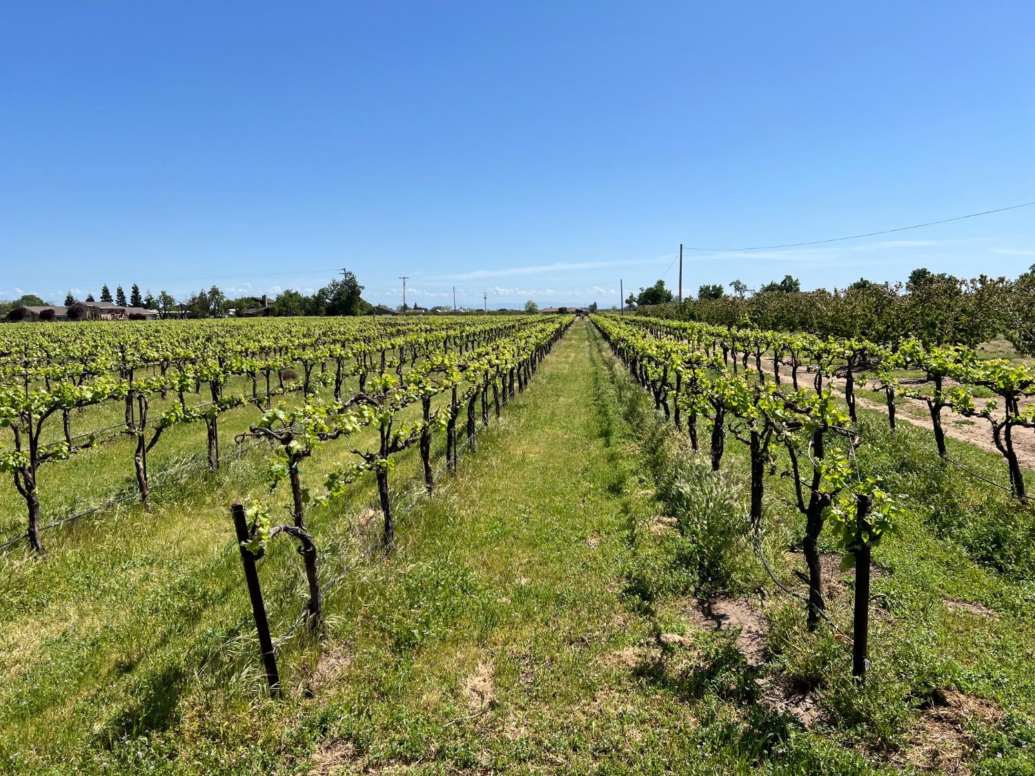 Lodi, California 95240, United States, 3 Bedrooms Bedrooms, ,3 BathroomsBathrooms,Residential,Active,33472