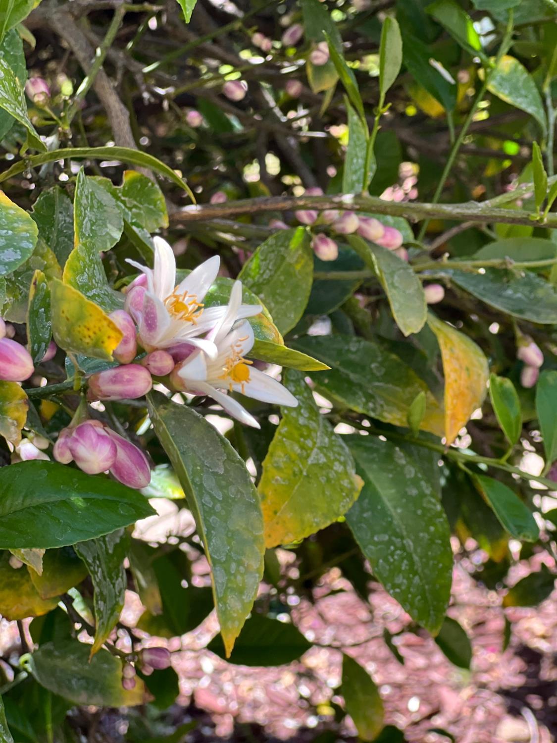 Lodi, California 95240, United States, 3 Bedrooms Bedrooms, ,3 BathroomsBathrooms,Residential,Active,33472