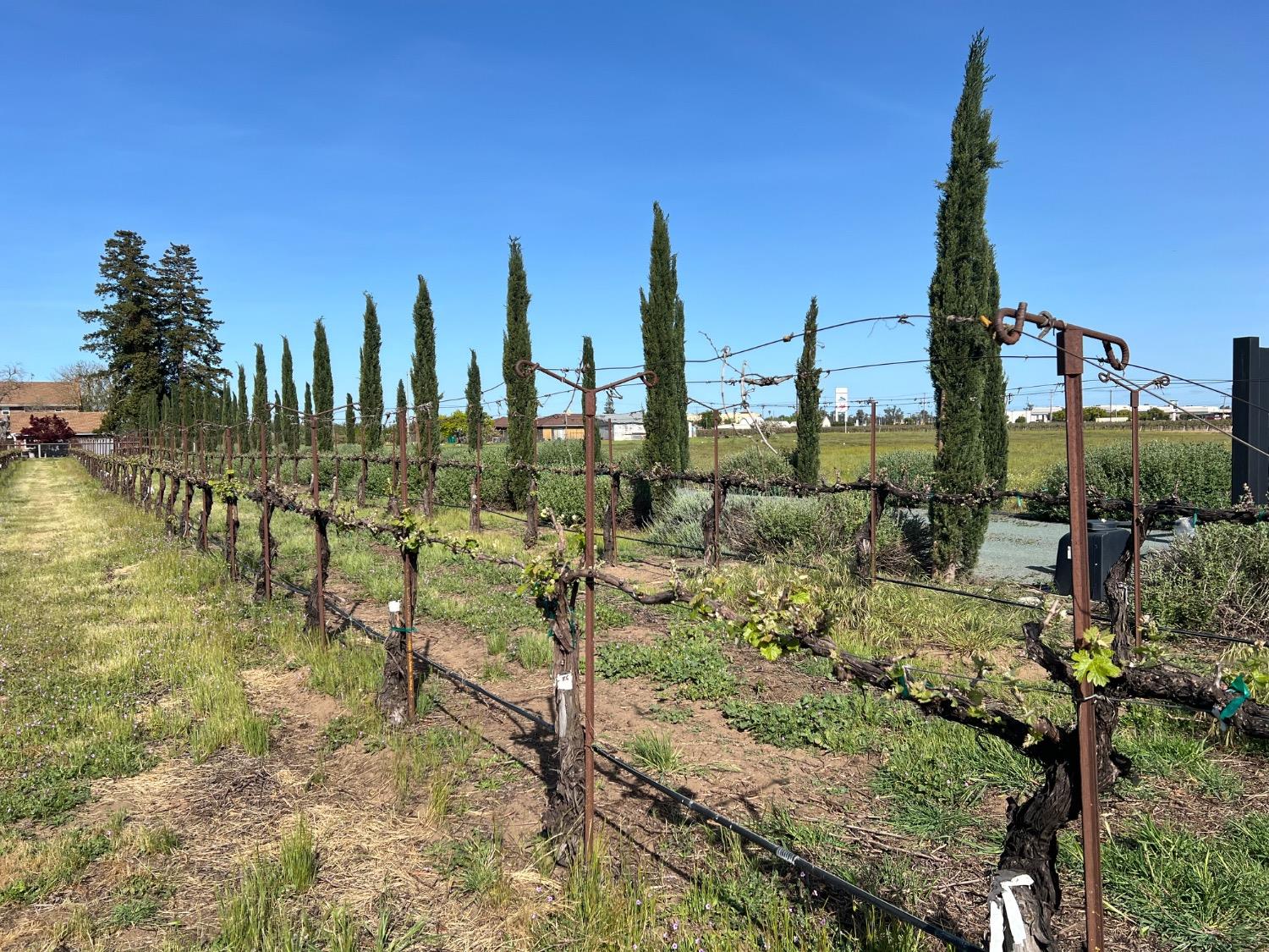 Lodi, California 95240, United States, 3 Bedrooms Bedrooms, ,3 BathroomsBathrooms,Residential,Active,33472