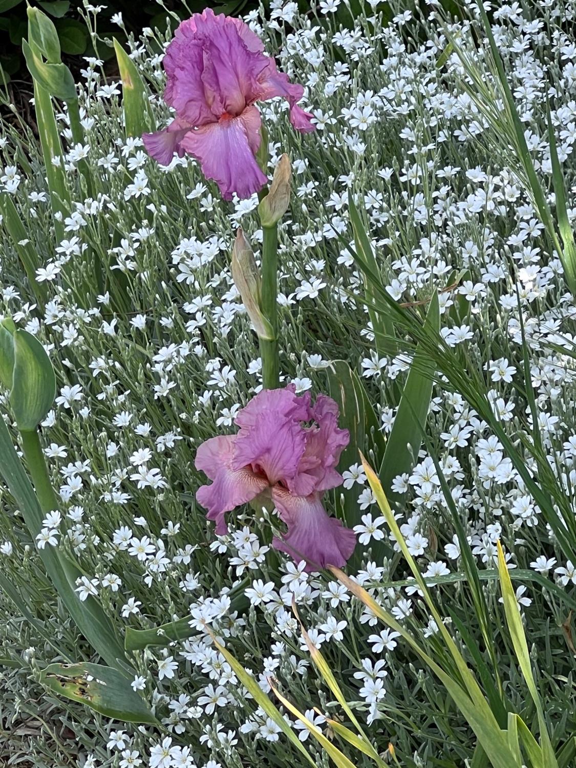 Lodi, California 95240, United States, 3 Bedrooms Bedrooms, ,3 BathroomsBathrooms,Residential,Active,33472