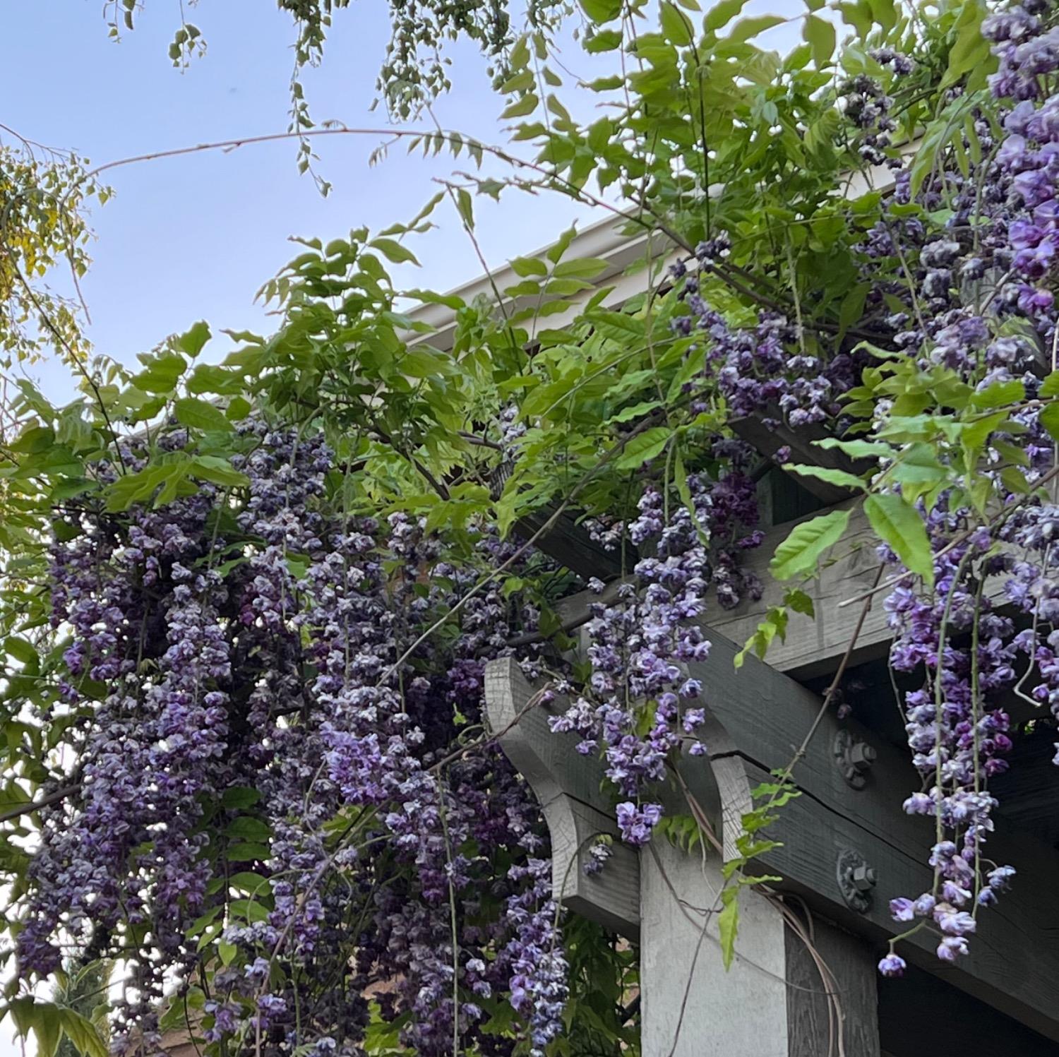 Lodi, California 95240, United States, 3 Bedrooms Bedrooms, ,3 BathroomsBathrooms,Residential,Active,33472