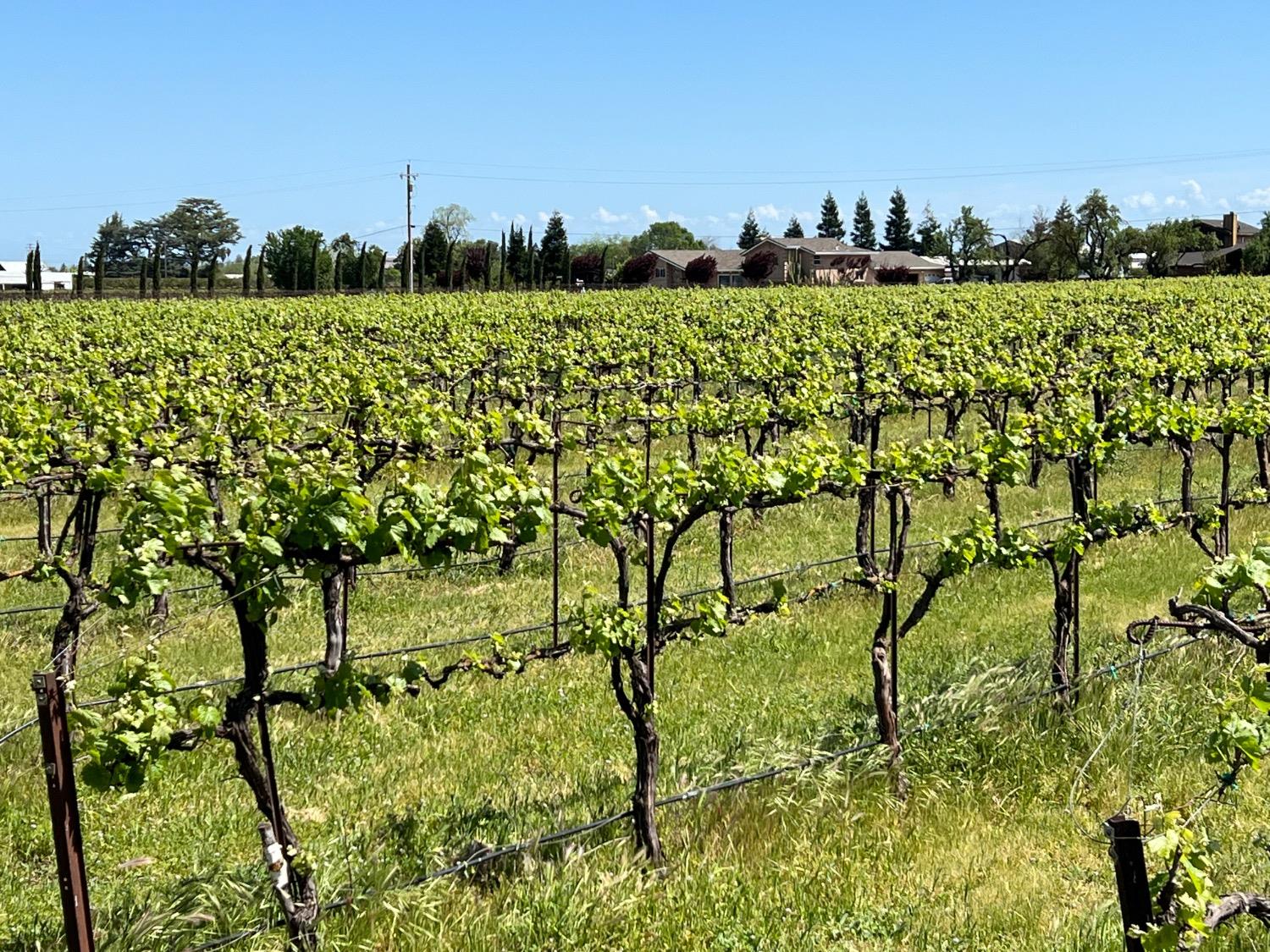 Lodi, California 95240, United States, 3 Bedrooms Bedrooms, ,3 BathroomsBathrooms,Residential,Active,33472