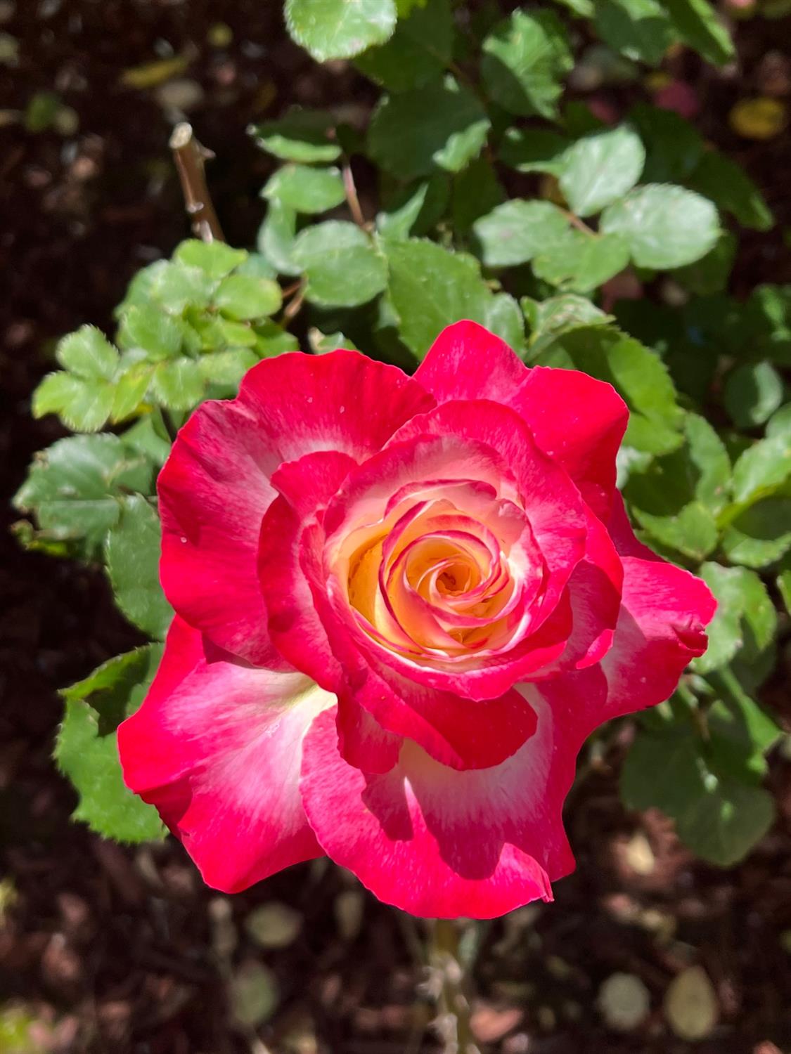 Lodi, California 95240, United States, 3 Bedrooms Bedrooms, ,3 BathroomsBathrooms,Residential,Active,33472