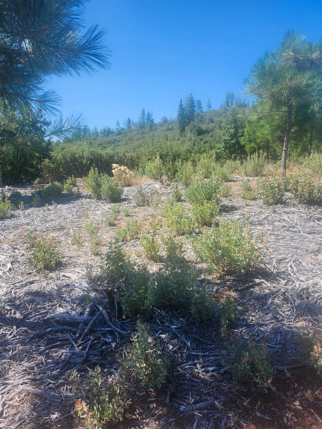 19855 Incense Cedar Trail