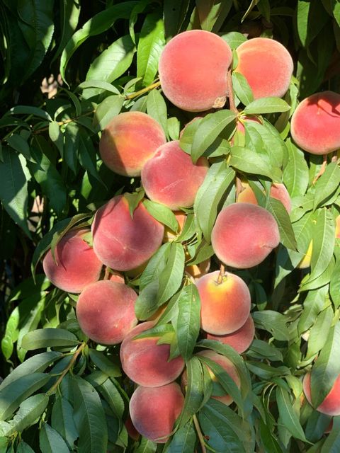 0 S Cressy Way Livingston CA 95334