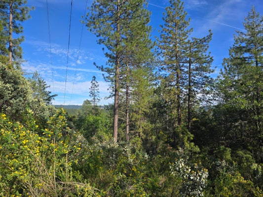 P C LN, COLFAX, CA 95713 - Image 459bc580f8a1c851aee6a0a2cf0d0be9/3088528710