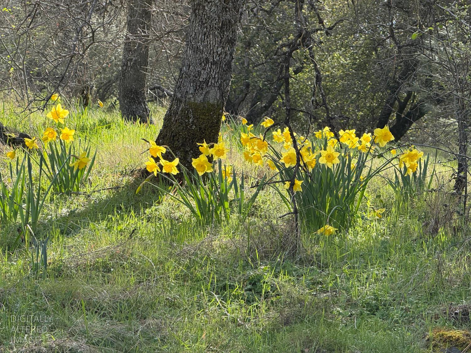 10662 Penon Blanco Lookout