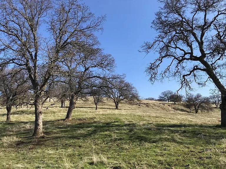 0 Lanford Pacheco Road - Photo 4