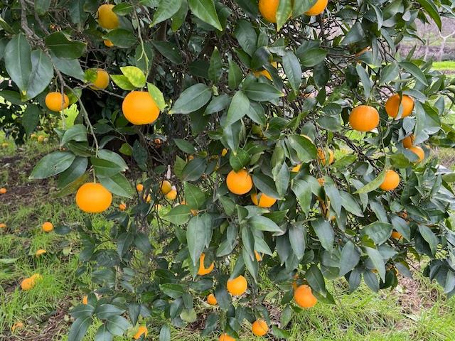 27436 county road 91a