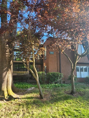 800 WOODSIDE LN E UNIT 8, SACRAMENTO, CA 95825 - Image 5ebd363c669c69a0e8318bf8d79ef445/383473395