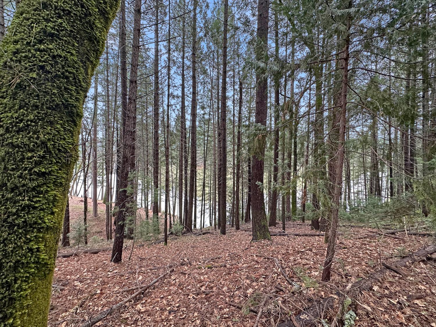 17871 Rollins View Drive