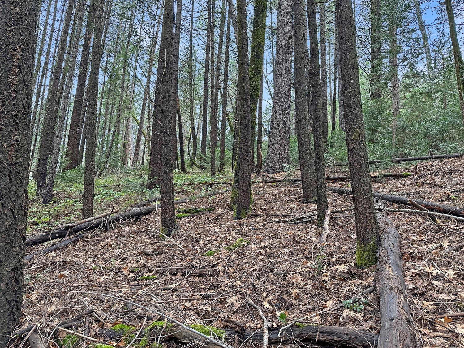 17871 Rollins View Drive