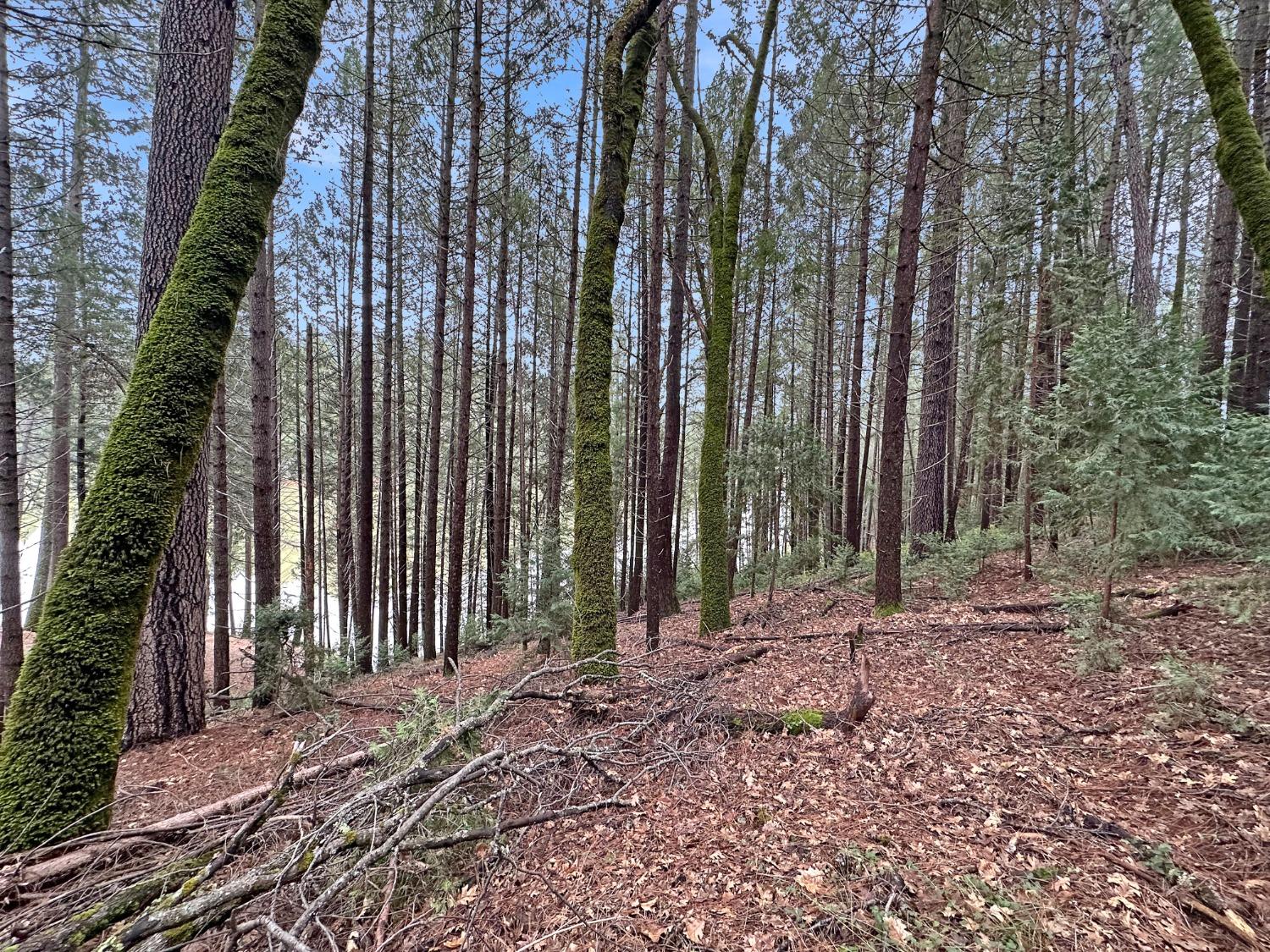 17871 Rollins View Drive