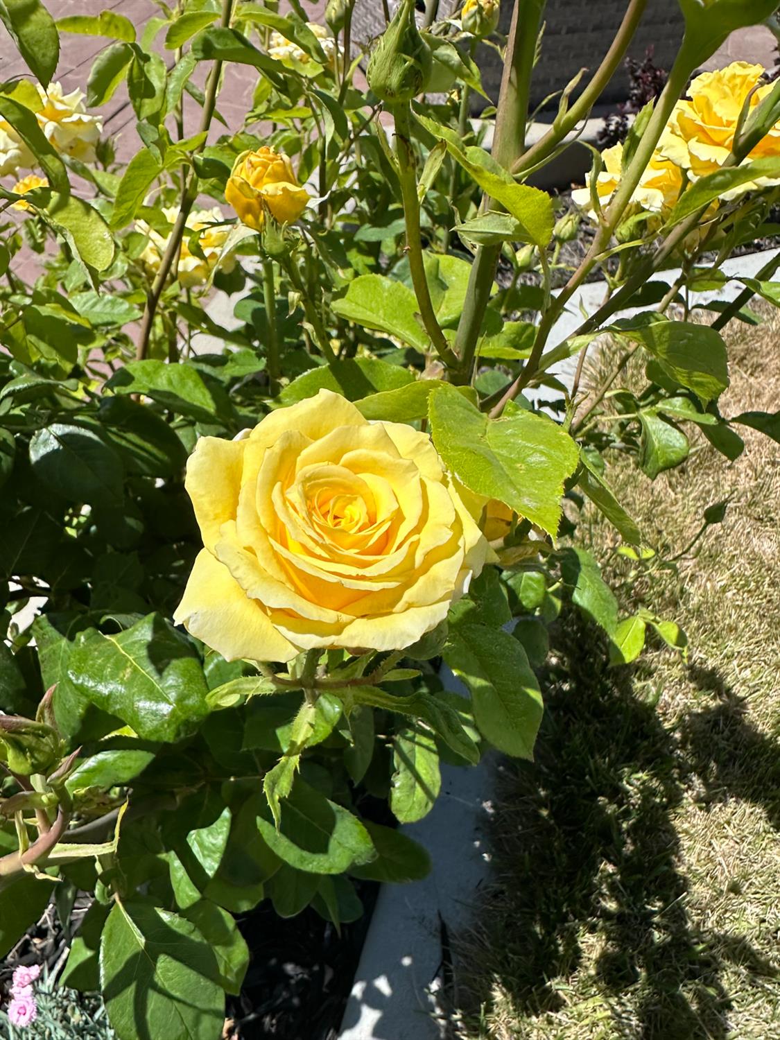 3281 Garden Terrace Drive