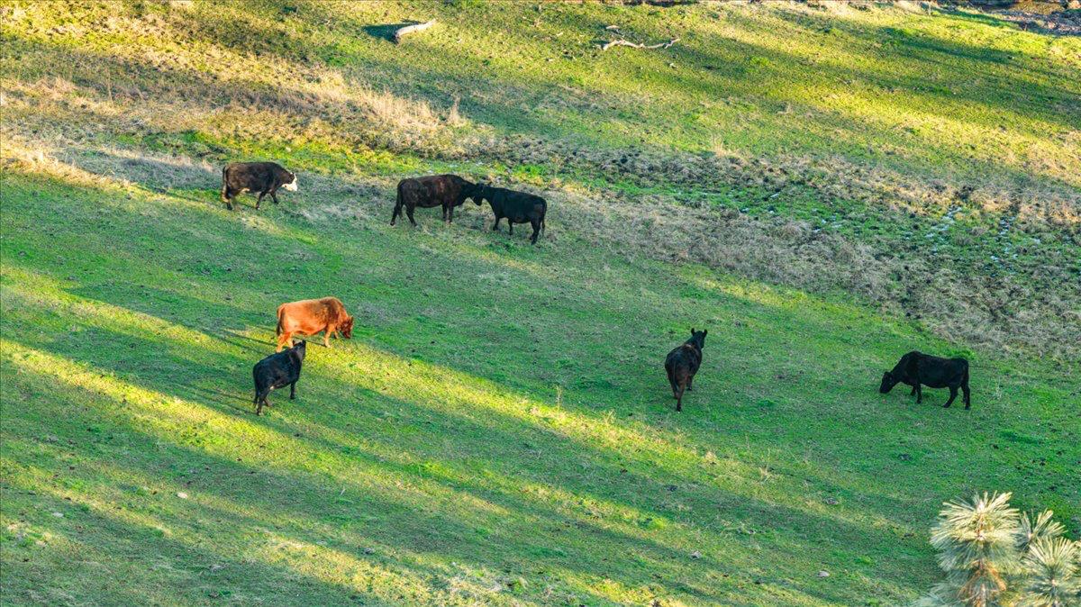 14481 Oak Ridge Road