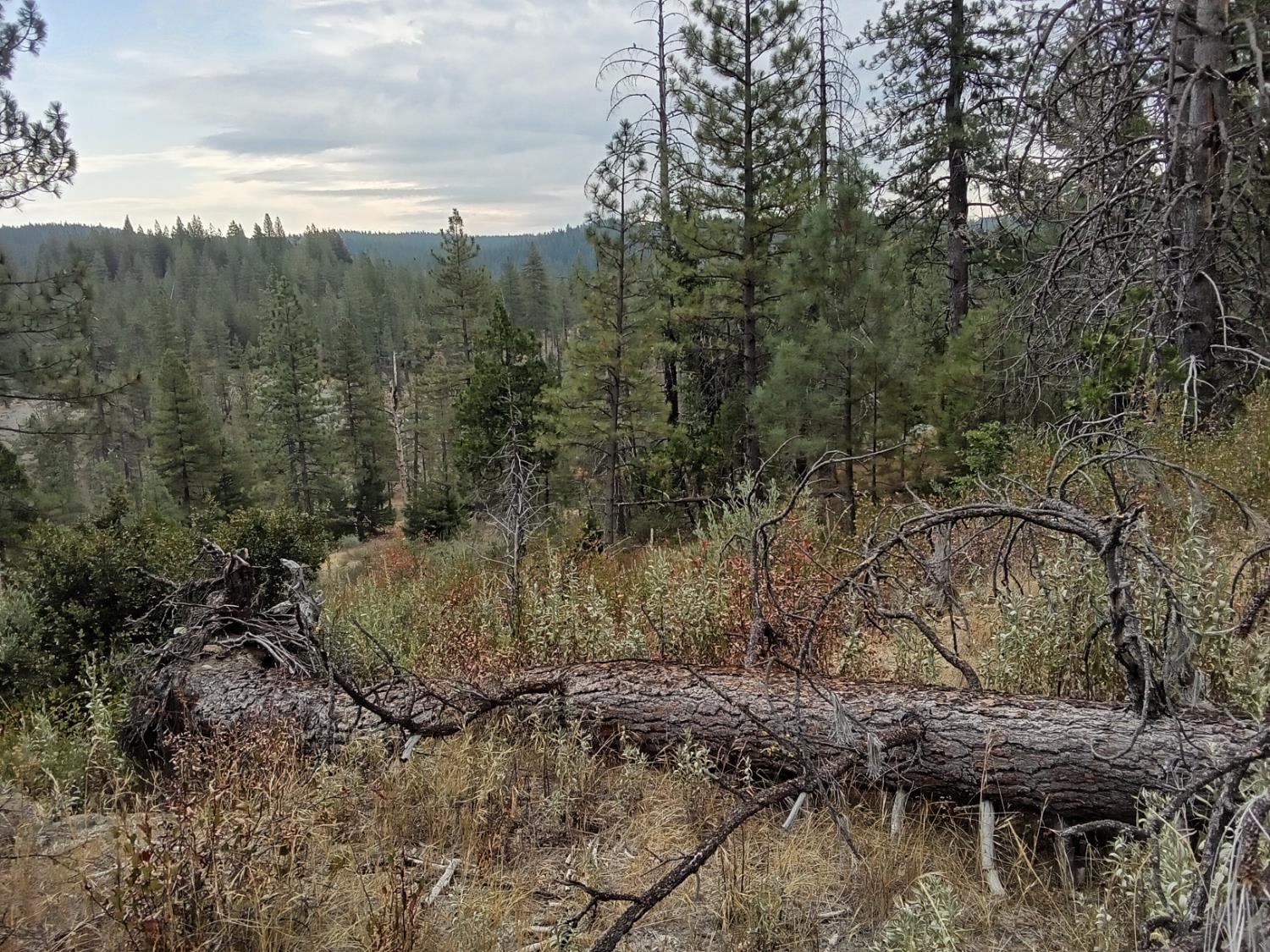 0 sugar pine