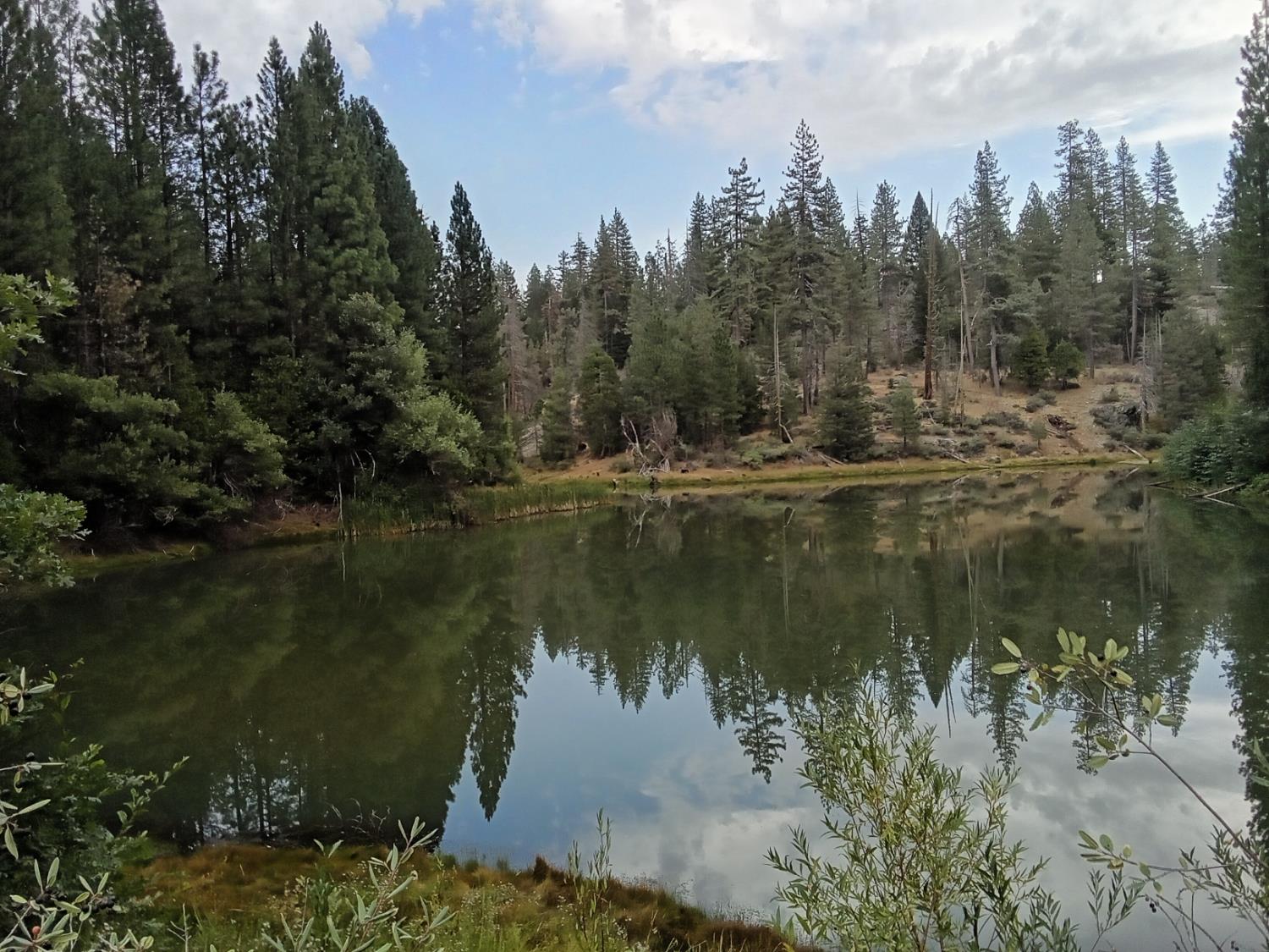 0 sugar pine