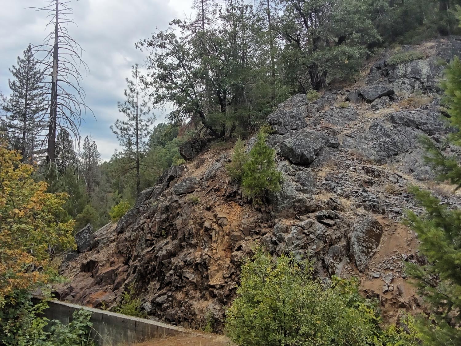 0 sugar pine
