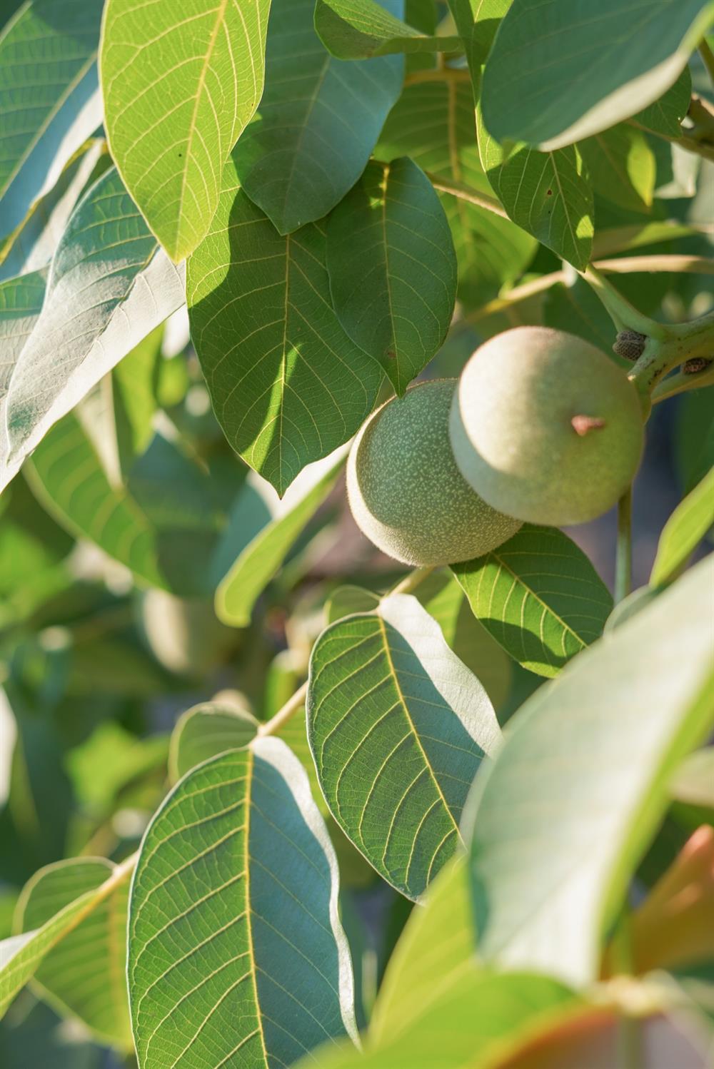 1081 E Gerard Avenue