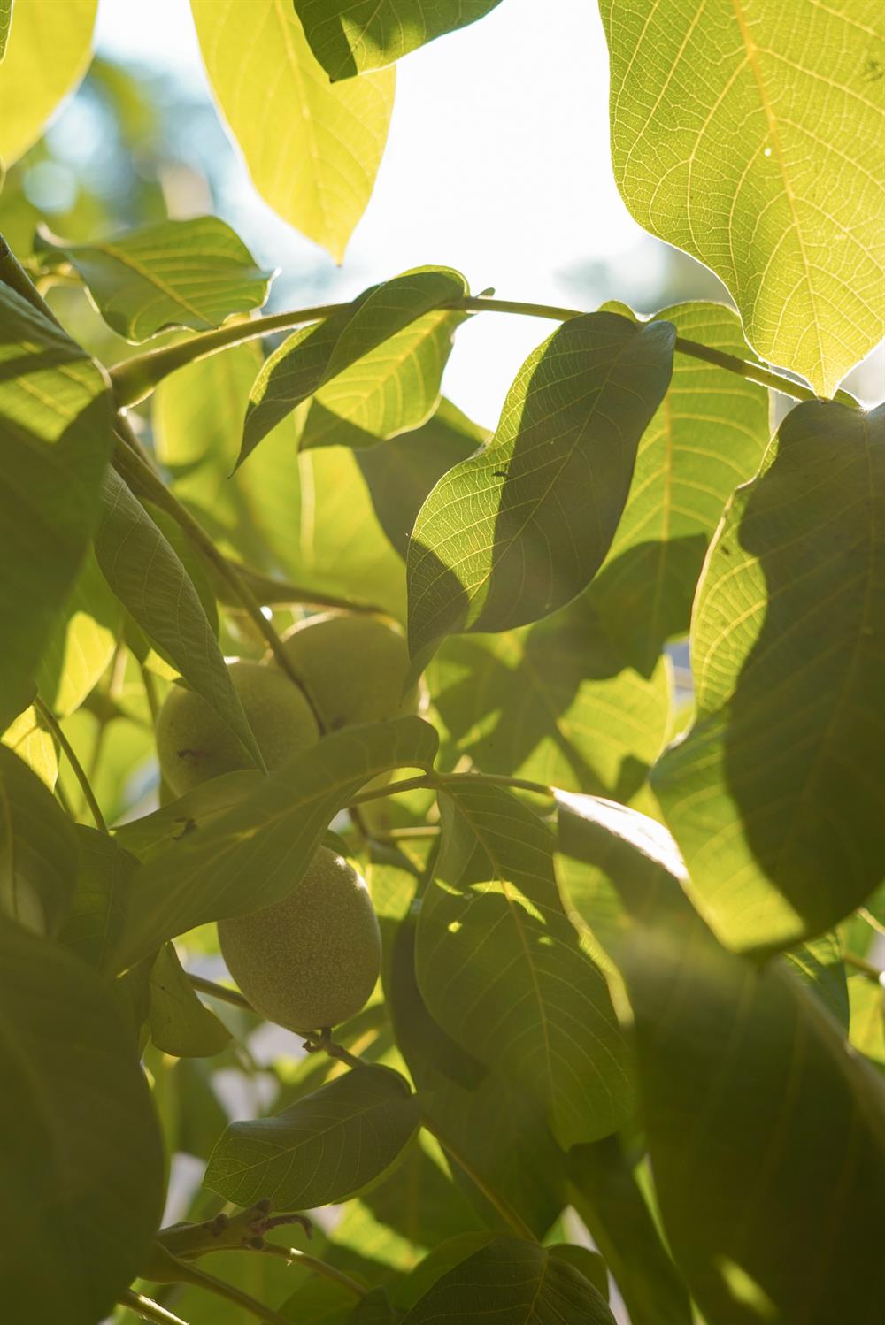 1081 E Gerard Avenue