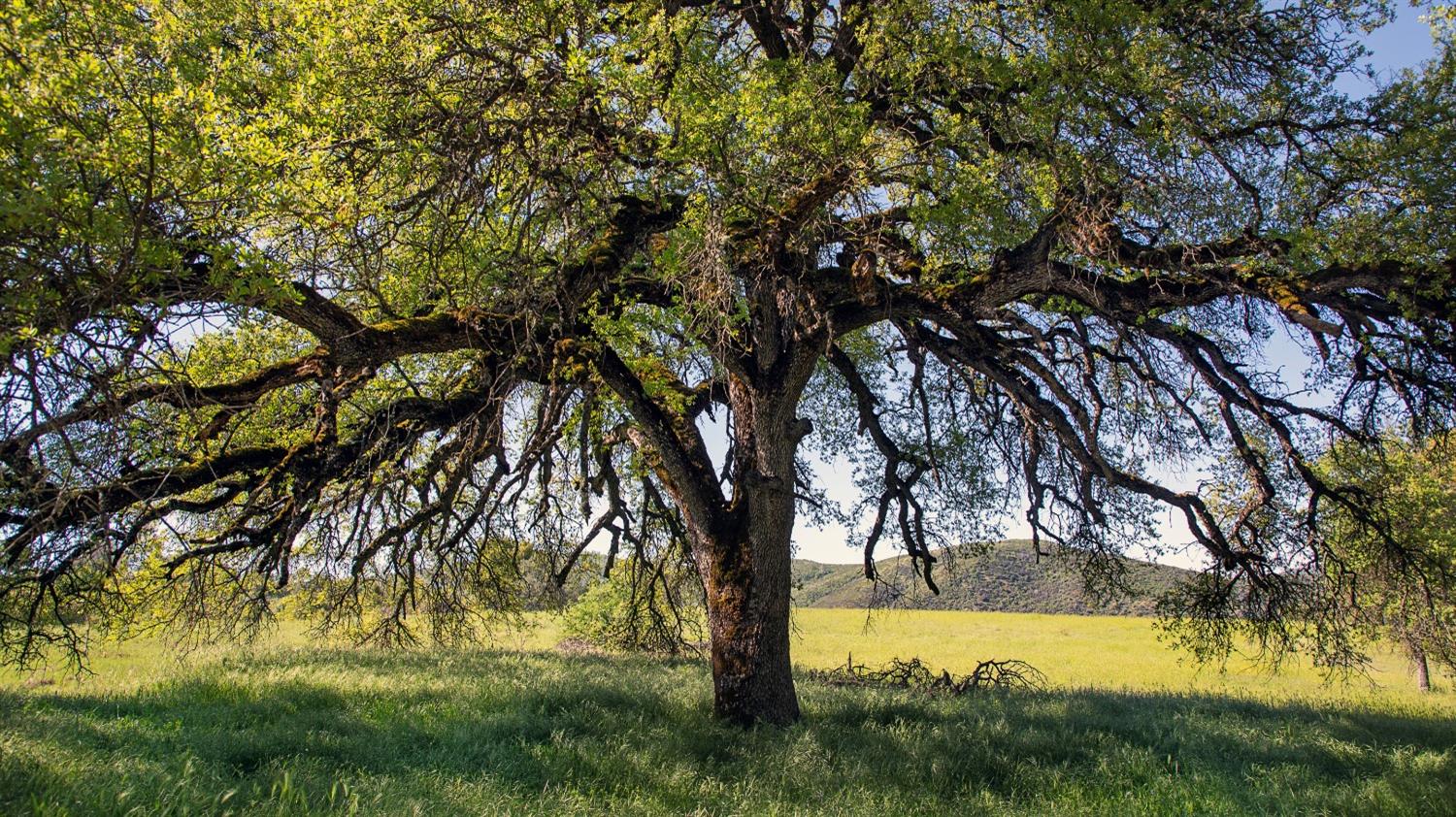 0 Priest Coulterville Road