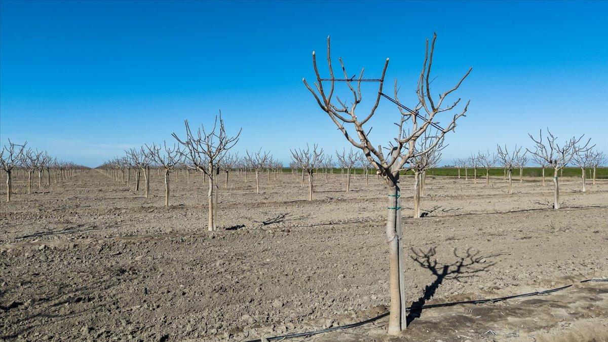 Chowchilla, California 93610, United States, ,Land,Active,7068