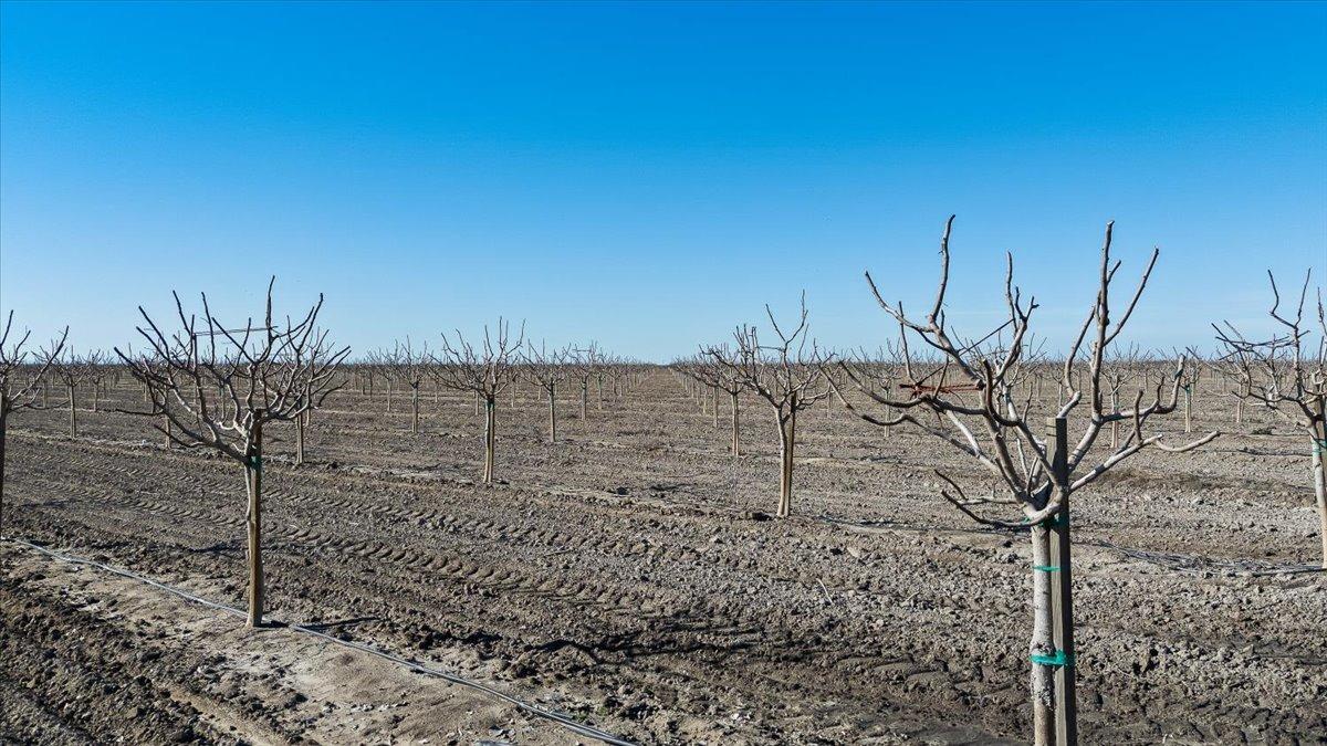 Chowchilla, California 93610, United States, ,Land,Active,7068