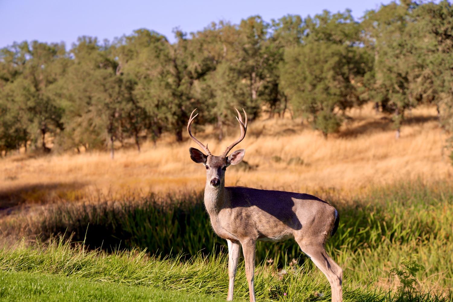 362 Quail Creek Drive 7