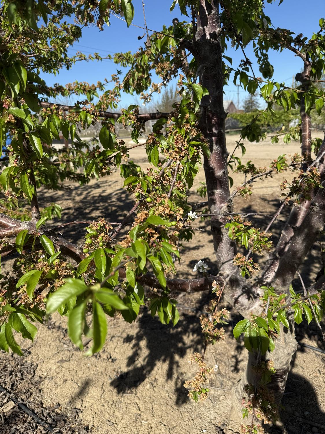 1424 Eucalyptus Avenue