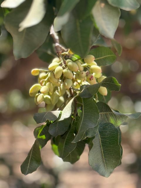 0 Ave 24 & Rd 208 Terra Bella CA 93270