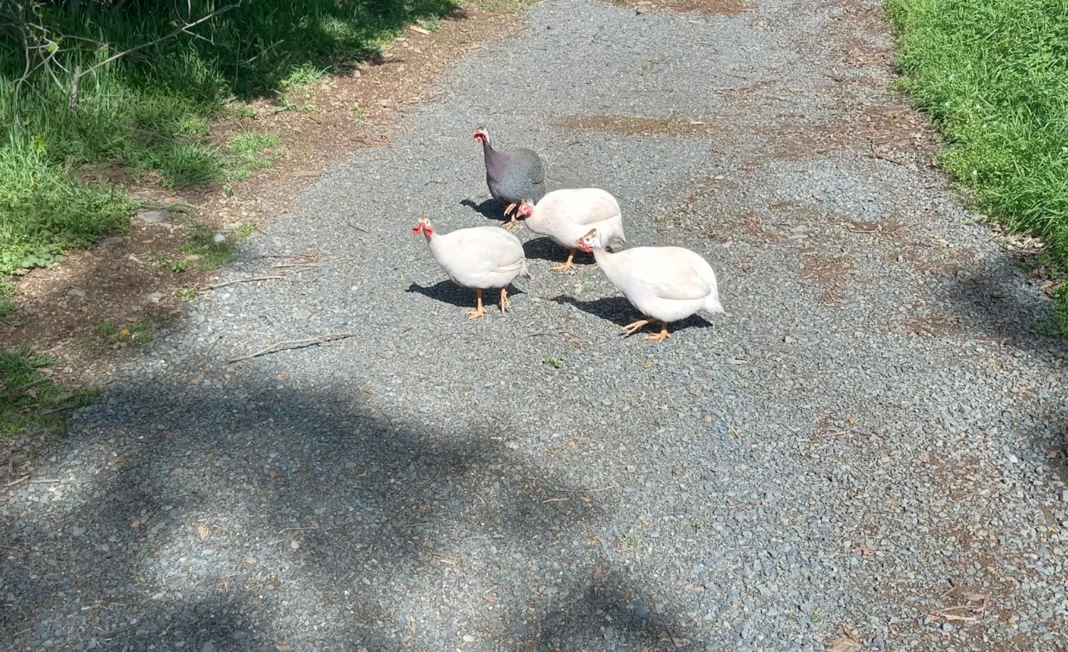 7045 Mount Vernon Road