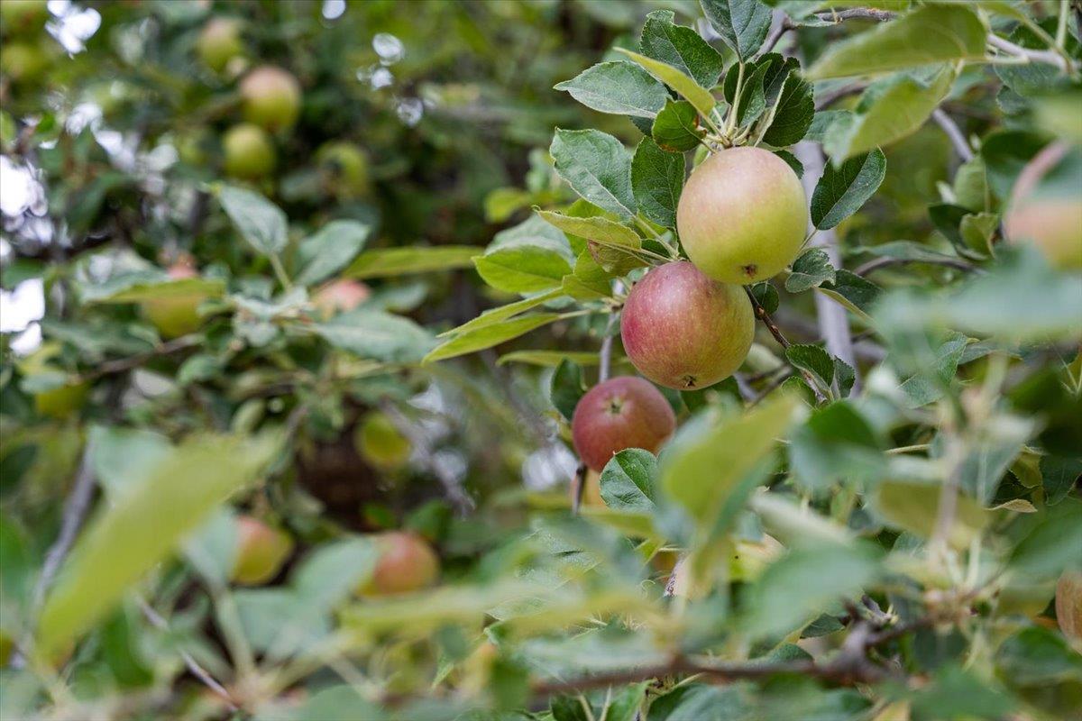 Grass Valley, California 95945, United States, 4 Bedrooms Bedrooms, ,3 BathroomsBathrooms,Residential,Active,196658