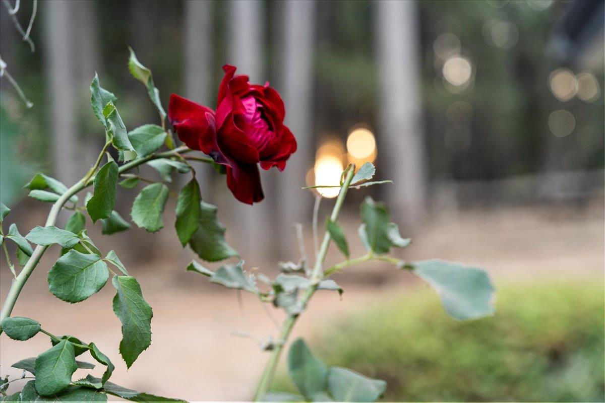 Grass Valley, California 95945, United States, 4 Bedrooms Bedrooms, ,3 BathroomsBathrooms,Residential,Active,196658