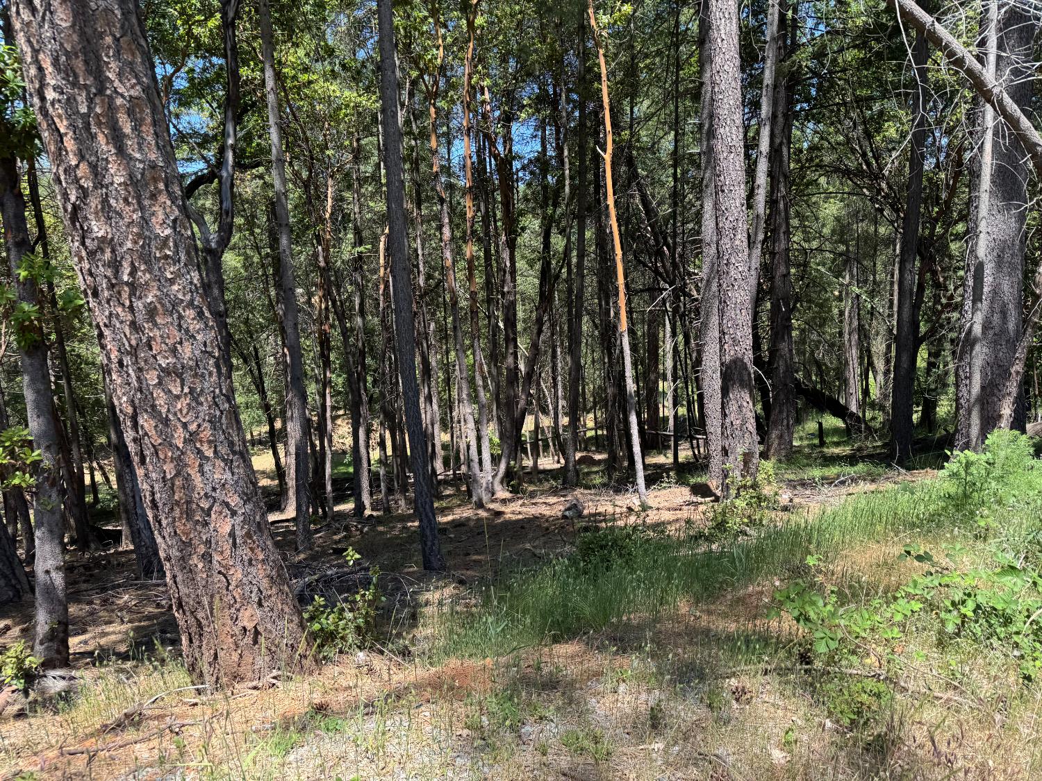 20955 Todd Valley Road