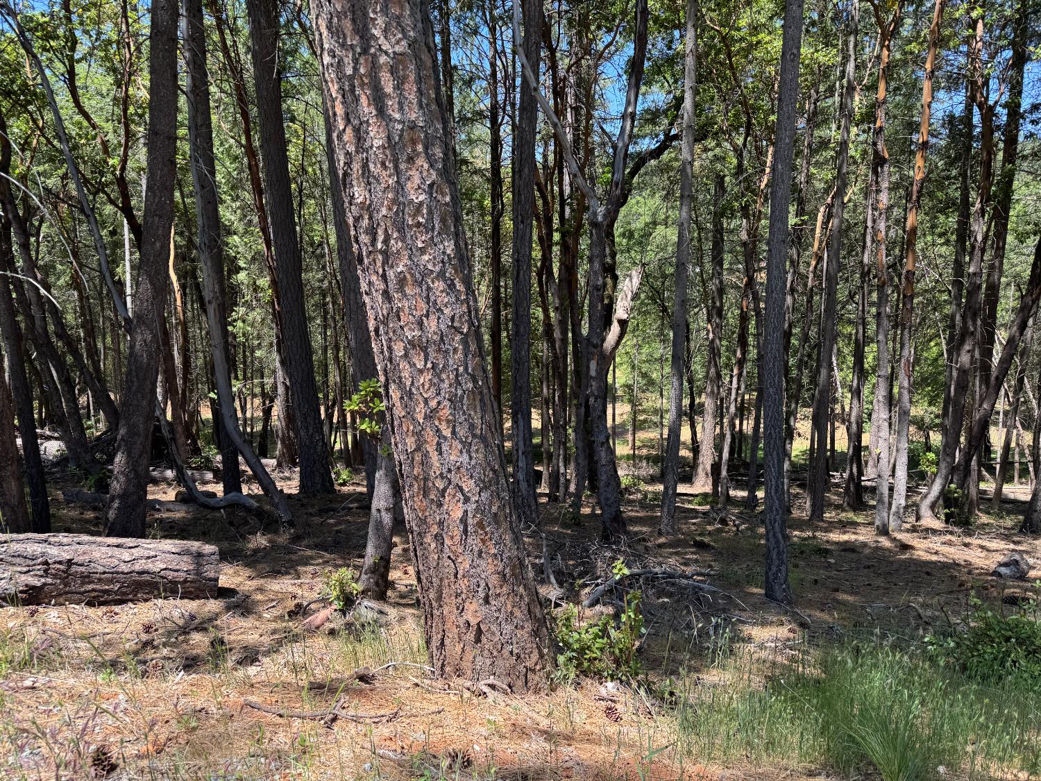 20955 Todd Valley Road