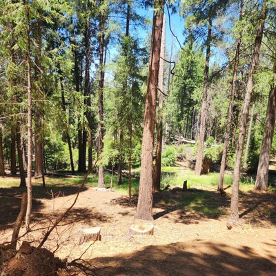 5741 LUPIN LN, POLLOCK PINES, CA 95726 - Image bfba7d8622ea00ae0b104bdeffeee8a6/1954363747