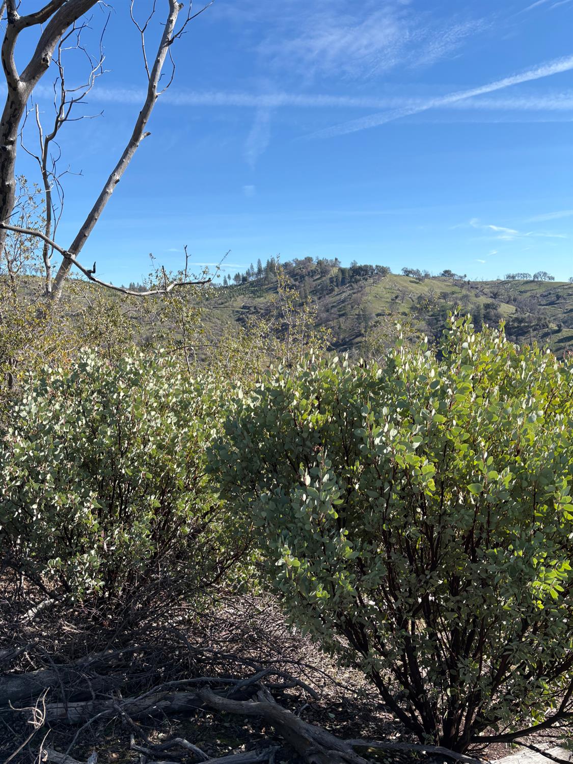 3201 Toyonberry Lane