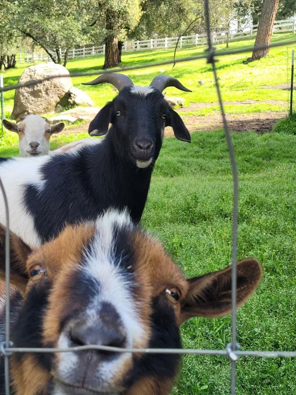 Photo of 3091 Sand Ridge Road, Placerville, CA 95667 (MLS # 226032796)