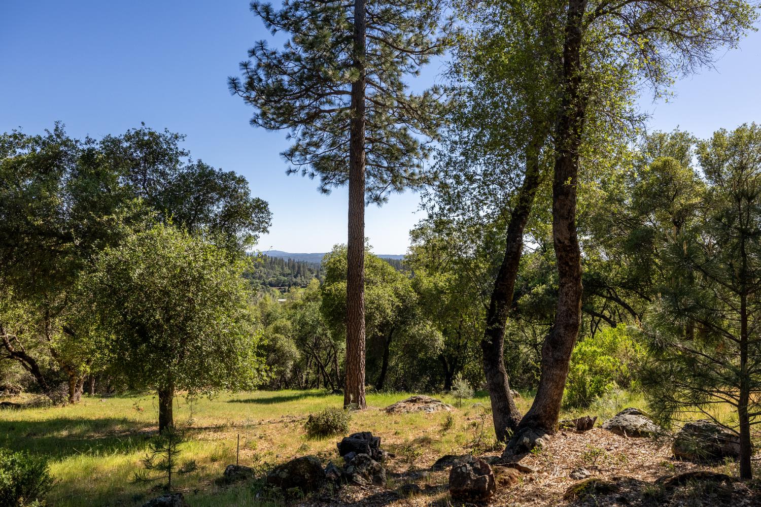 1235 Forest View Drive