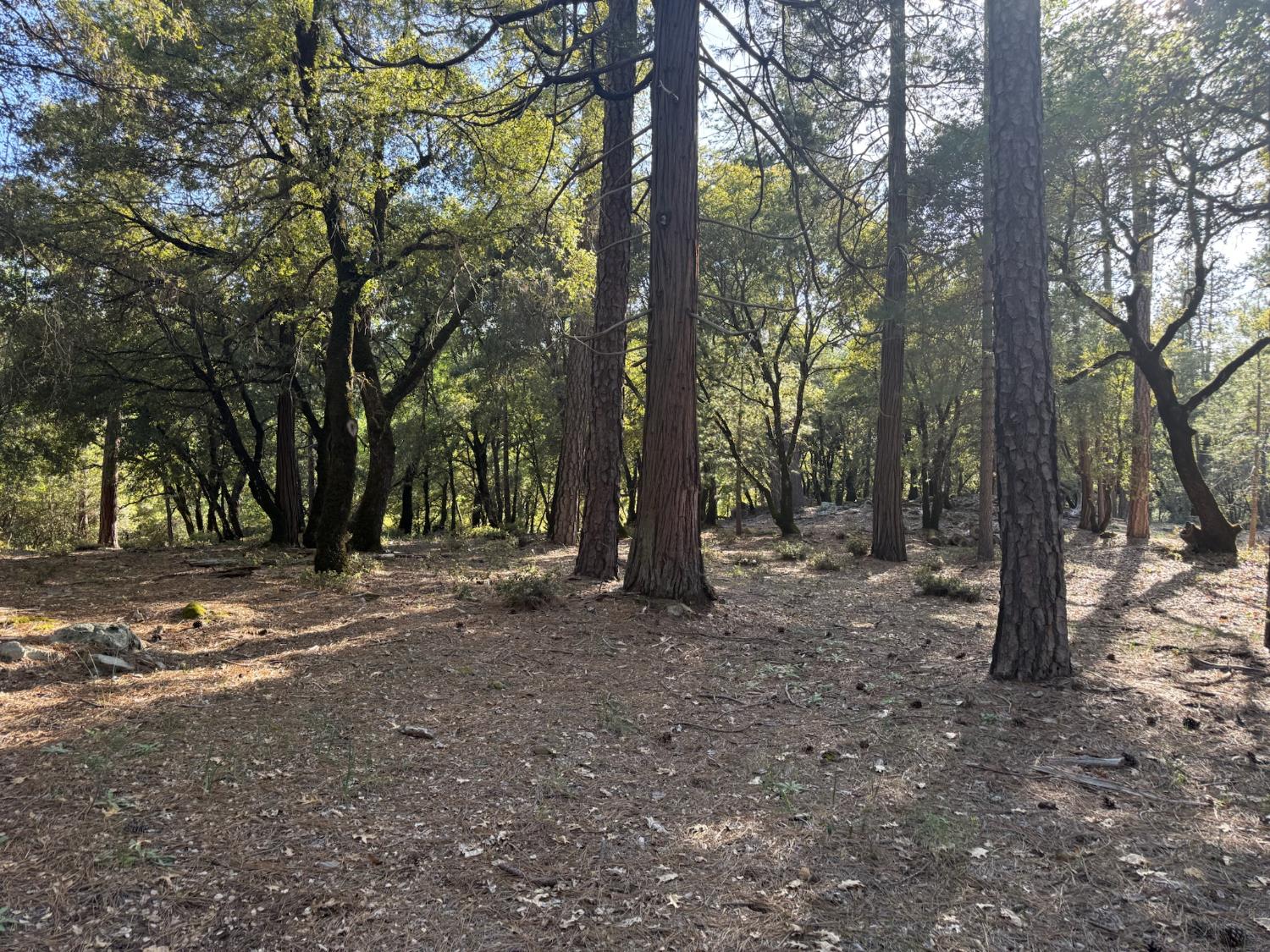 0 Pine Cone Lane