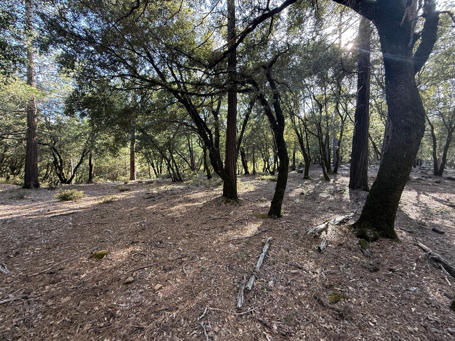 0 Pine Cone Lane