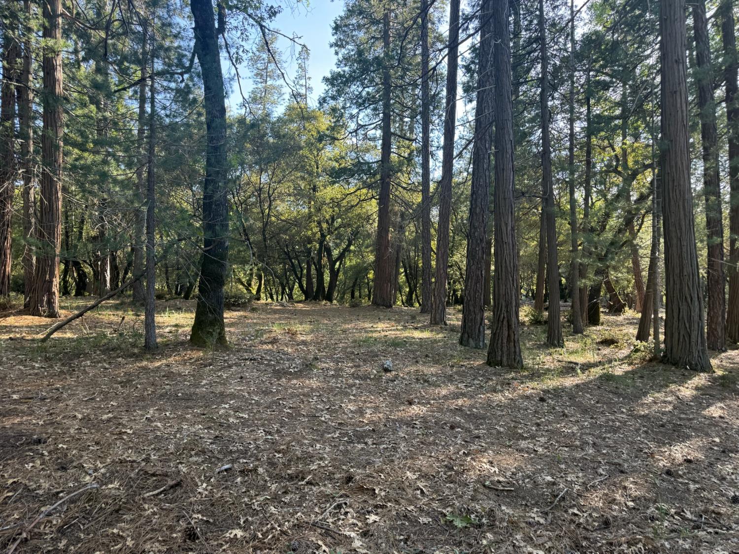 0 Pine Cone Lane